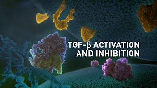 TGFβ Activation and Inhibition  Science Animation [upl. by Erida]