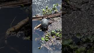 Just a couple of Florida turtles chillin’ florida turtle reptiles [upl. by Eves]