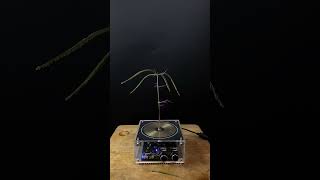 Experiment tesla coil  grass [upl. by Medin]