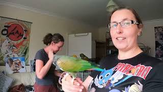 Pionus Parrot REUNITED with person who RESCUED them [upl. by Mcculloch466]