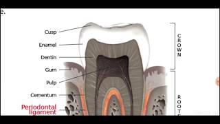 Periodontal ligaments [upl. by Dacey]