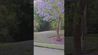 Jacaranda fall in Sydney Jacaranda Flowers Fall Flower Sydney Australia Nature NatureLovers [upl. by Ideih]