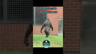 Gorilla Lope  Rascal of Hilarious Shenanigans shorts [upl. by Ilera805]