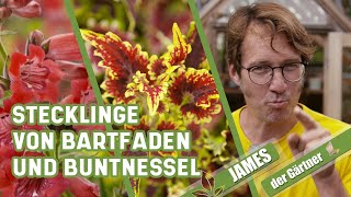 Nicht winterharte Pflanzen einfach selber vermehren  James der Gärtner [upl. by Mcknight613]