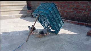 Easy Pigeon trapHow To make trap At Home With Plastic BoxHow to tarp pigeon in home [upl. by Assiluj]