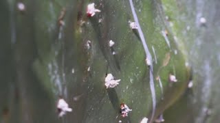 La grana cochinilla el insecto que rescató a un pueblo mexicano de la pobreza [upl. by Fleischer757]