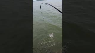 Big Bass from Lake Monona fishing bassfishing wisconsin [upl. by Aimat738]