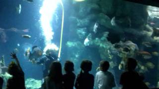 Female Divers  The Oklahoma Aquarium in Jenks [upl. by Aubrie779]