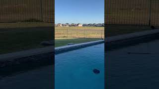 Gold Medal Pools reviews My pool has major cracking and leaking as well as was constructed [upl. by Cima]