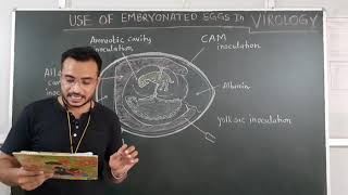 Use of embryonated eggs in clinical VIROLOGY  For BMLT 2nd year [upl. by Htenaj477]