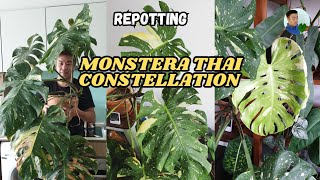 Repotting my HUGE Monstera Thai constellation after 25 years Is it OK with a new leaf unfurling [upl. by Raynah]