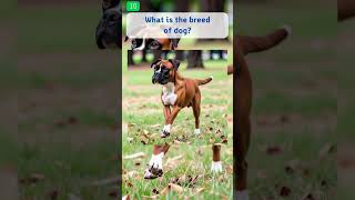 Dog Trivia 10 trivia quiz [upl. by Annavoeg]