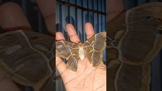 Silkworm farming 👍 music viral youtubeshorts [upl. by Gilli]