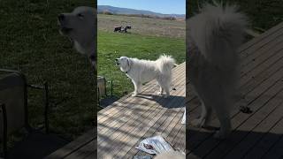 Great Pyrenees in action [upl. by Elleirol]