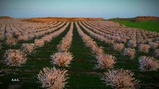 Almendros en flor Caspe Zaragoza Marzo 2021 [upl. by Conner]