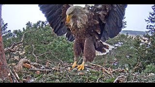 20180303 Merikotkas Eagles come to the nest1152am [upl. by Akim]