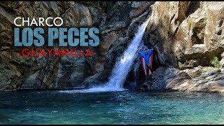 🐟 Charco LOS PECES Guayanilla 💦Cascada de más de 100 PIES de ALTURA [upl. by Angelina]