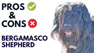 Bergamasco shepherd Pros and Cons  Bergamasco shepherd Advantages and Disadvantages AnimalPlatoon [upl. by Roderich]