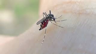 Understanding Mosquitoes and the Disease [upl. by Erich]