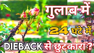 🌹Pruning के बाद 24 घंटे में DIEBACK से पाए छुटकारा [upl. by Sage]