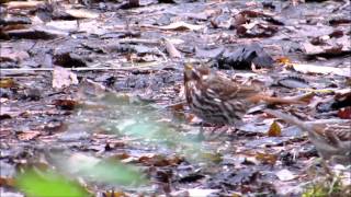 Fox Sparrow scratching [upl. by Blaise284]