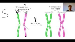 Cromossomos homólogos e cromátides [upl. by Lrigybab]