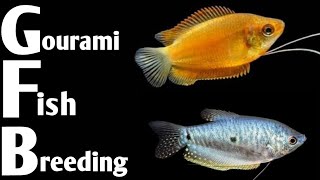 Gourami fish breeding in home aquarium  How to breed Gourami fish in Aquarium [upl. by Hrutkay]