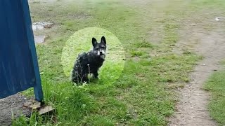 12YearOld Dog With Cancer Shivers While Waiting in the Rain Owner Lied to Him [upl. by Thackeray401]