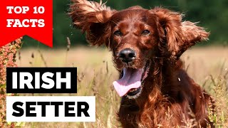 Irish Setter  Top 10 Facts [upl. by Levan]