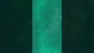 Needlefish snacking on some vegetation above the reef [upl. by Ariella]