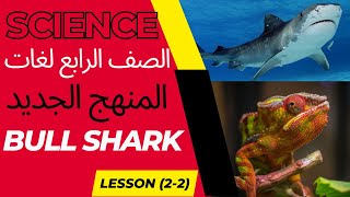 Science Grade 4 I Lesson 22 I Bull Shark  ساينس الصف الرابع الابتدائى [upl. by Banks]