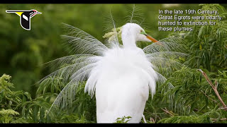 The Great Egret During Nesting Season [upl. by Gensler509]