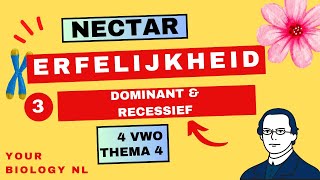 4 vwo  Erfelijkheid  3  Dominant amp Recessief [upl. by Nnaitak]