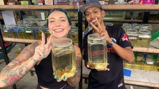 Betta Fish Competitor in Melaka Malaysia 🇲🇾 [upl. by Tnerb]