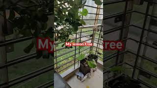 My lemon tree nargis workd Shorts video ❤️🥰 [upl. by Leventis535]