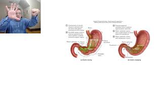 Digestive System 5 Gastric emptying [upl. by Aynnek]