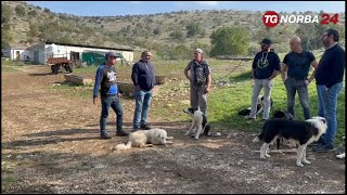 Emergenza cinghiali e lupi sulla Murgia [upl. by Naehs107]