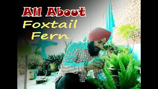 The Ultimate Guide to Caring for Foxtail Fern foxtail fern care foxtail fern propagation [upl. by Clayson857]