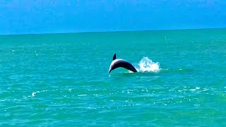 Passeio de lancha na Bahia dos golfinhos em Pipa 🍀 Natal Rio Grande do Norte [upl. by Jeremie]