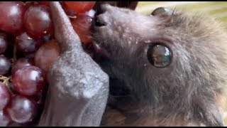 Baby bat loves expensive currant grapes this is Fussbudget [upl. by Oakleil]