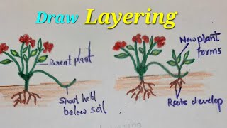 Layering in plants drawingdraw Layering method of artificial vegetative propagationLayering plant [upl. by Baylor]