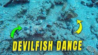 Spiny Devilfish Exhibit Social Behavior Underwater [upl. by Aihsined]