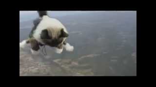 Skydiving Cats [upl. by Nylloc]