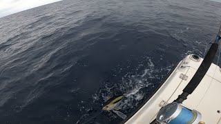 yellowfin tuna fishing off shellharbour [upl. by Llerrem645]