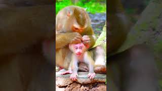 The Insane of baby monkey real life Monkey Babymonkey Shorts  VIP Monkey [upl. by Ferrigno350]