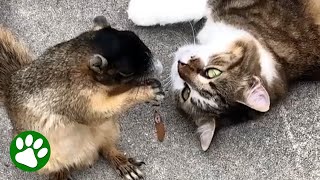 Cat Falls In Love With Wild Squirrel [upl. by Tamarah]