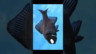 The Flashlight Fish How They Emit Light [upl. by Ogden901]