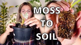 How To Plant Sphagnum Moss Propagations  Houseplants propagation sphagnum moss to Soil [upl. by Leona]