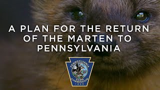 A Plan for the Return of the Marten to Pennsylvania [upl. by Lesly]