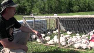 How to raise Meat Chickens [upl. by Annairt]